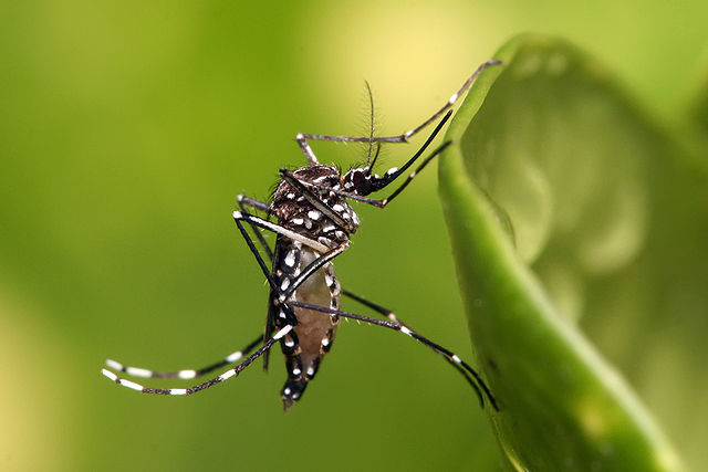 Aedes aegypti à Dar es Salaam, Tanzanie