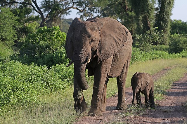Une éléphante de savane d'Afrique (Loxodonta africana) avec son éléphanteau au Zimbabwe