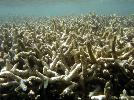 Récif corallien (Acropora) (Ile de la Réunion)