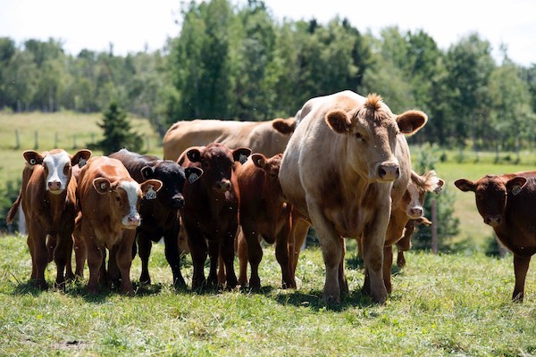 Troupeau de bœufs et de veaux dans un pâturage au Québec