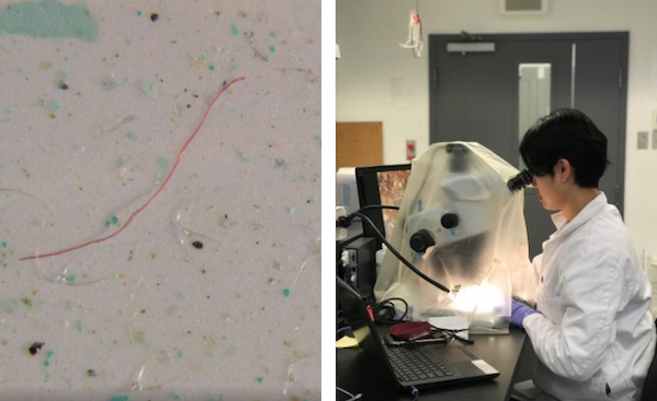 Image microscopique d'une fibre plastique; Stephanie Wang, chercheuse au Ocean Wise Plastic Lab, analyse des microplastiques.