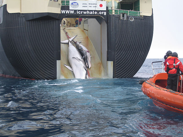 Un petit rorqual adulte et subadulte est traîné à bord du Nisshin Maru, un baleinier japonais qui est le seul baleinier-usine au monde.