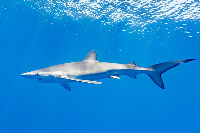 Requin bleu (Prionace glauca)
