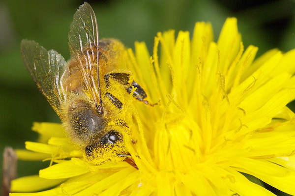 Une abeille dans un pissenlit