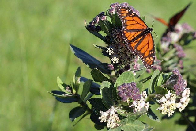 Papillon monarque sur une asclépiade