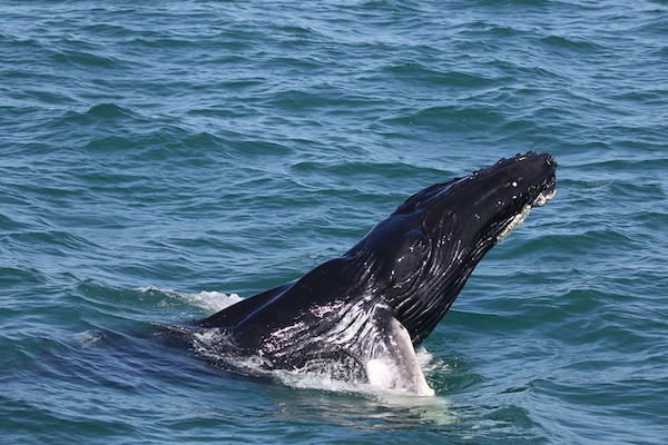 Baleine franche de l'Atlantique nord
