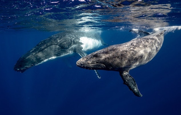 Baleines à bosse sous l’eau