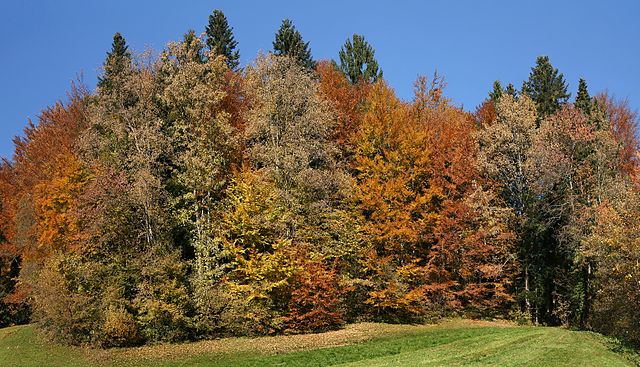 Forêts mixte en Autriche