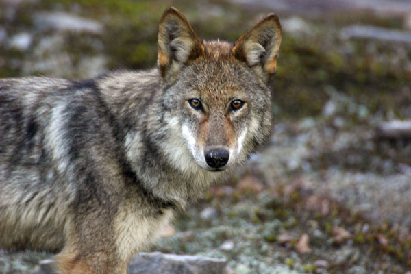 Loup de l’est (Canis sp. cf. lycaon)