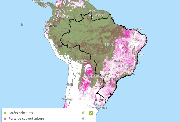 Amérique du Sud, perte de couvert arboré