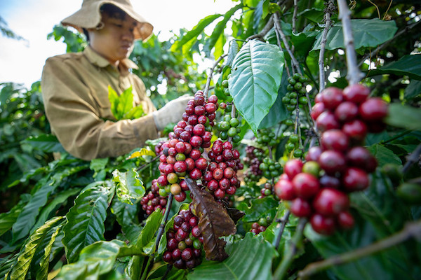 Plantation de café dans les hauts plateaux du centre du Vietnam