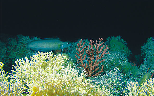 Récif corallien d'eau froide