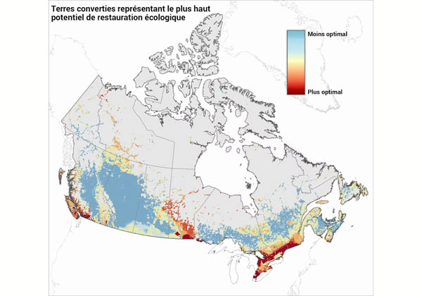 Cette carte montre les régions canadiennes où la restauration de terres converties apporterait le maximum de bénéfices en matière de biodiversité et de séquestration du carbone.