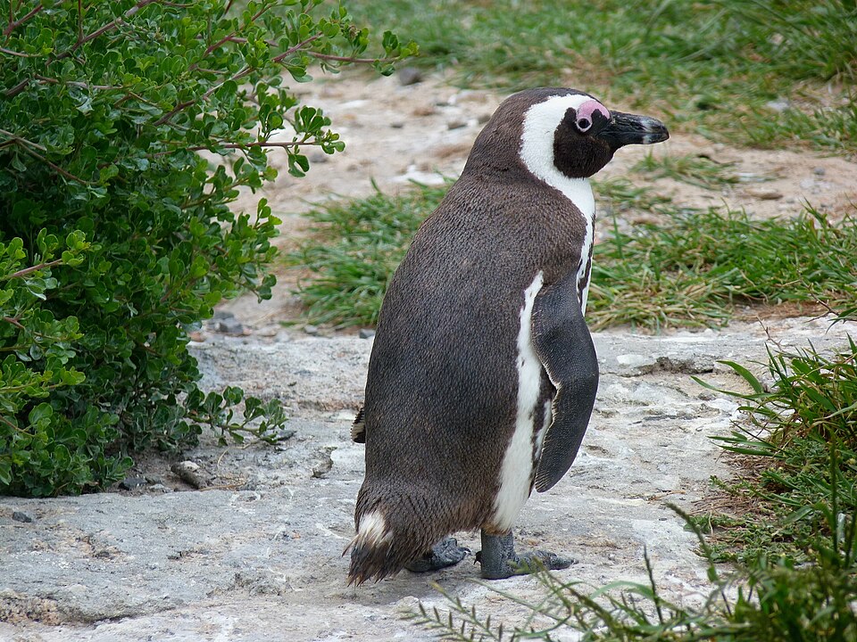 Manchot du Cap (Spheniscus demersus) à Boulders Beach, Simon's Town, région du Cap, Afrique du Sud