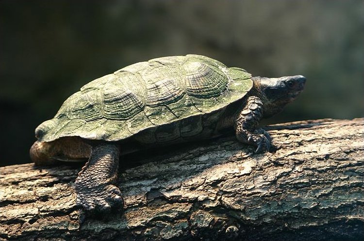 Tortue des bois (Glyptemys insculpta)