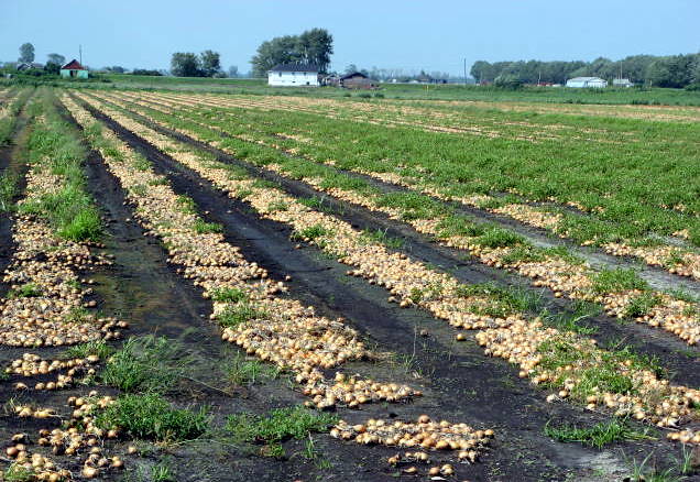 Champs d'oignons, près de Leamington, Ontario, Canada