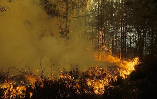 Incendie en forêt méditerranéenne
