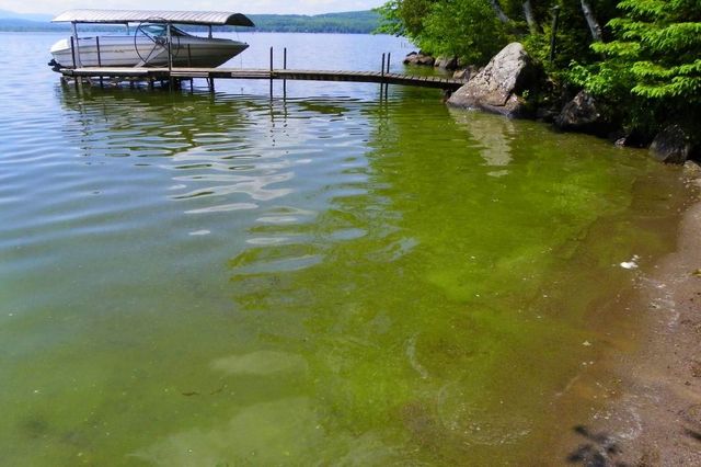 Algues envahissantes au lac Brôme, Québec